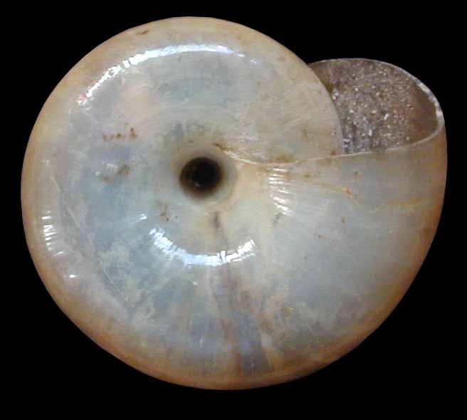 VA Land Snails